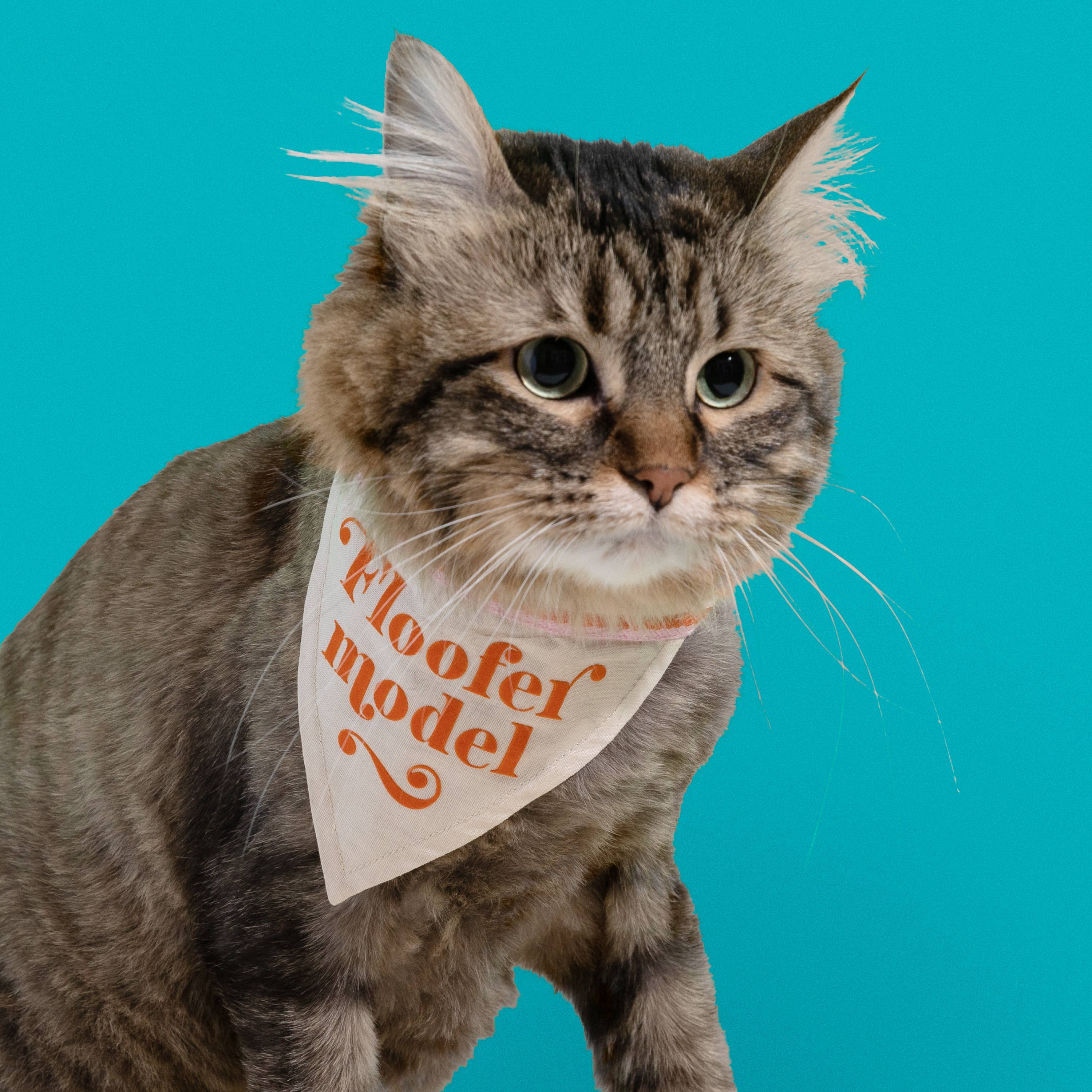 Brass Monkey Floofer Model Small Pet Bandana