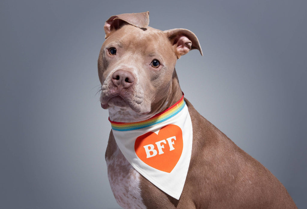 Brass Monkey BFF Dog Bandana