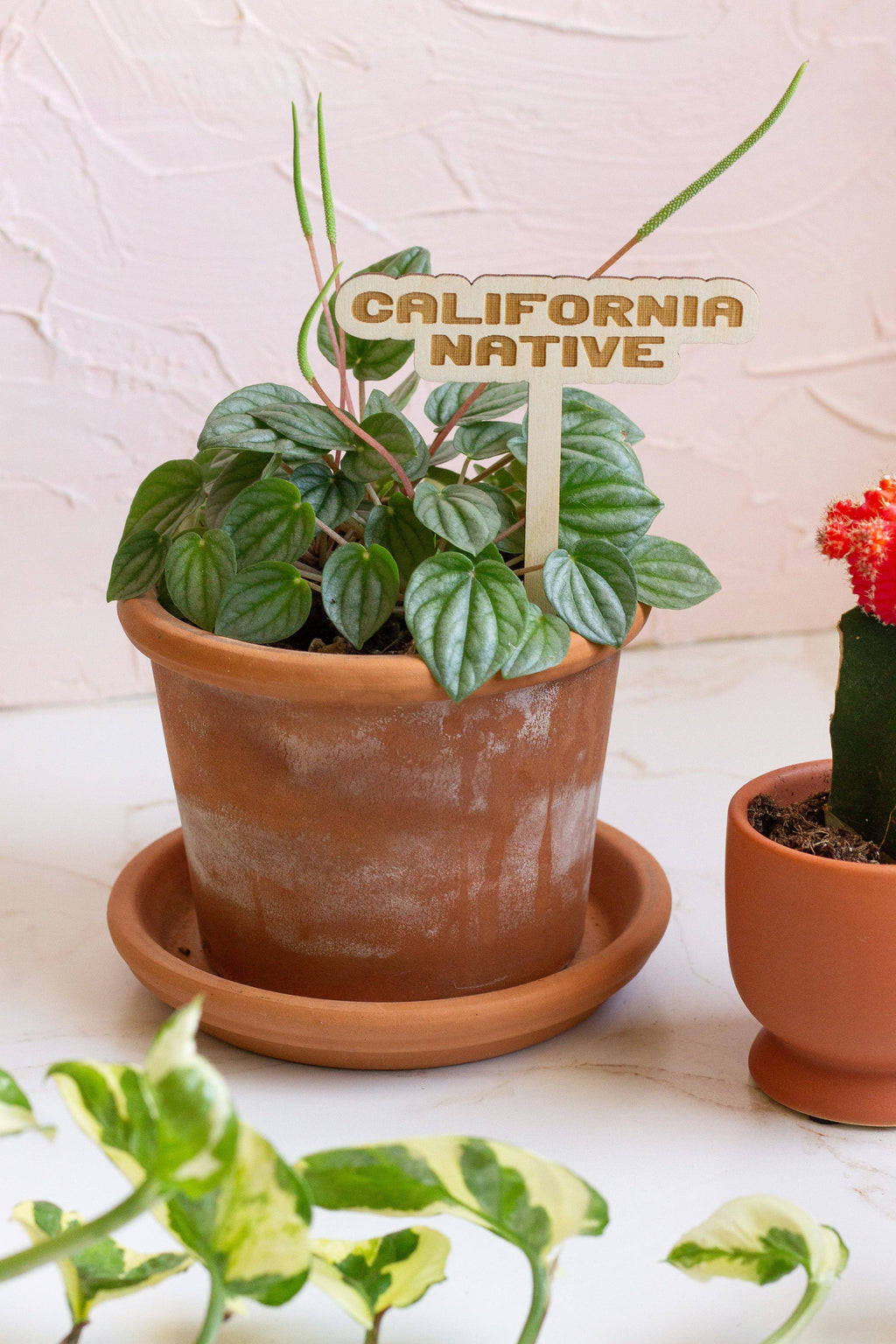 State Name Plant Stakes
