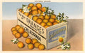 Postcard CA-03 Crate of California Oranges