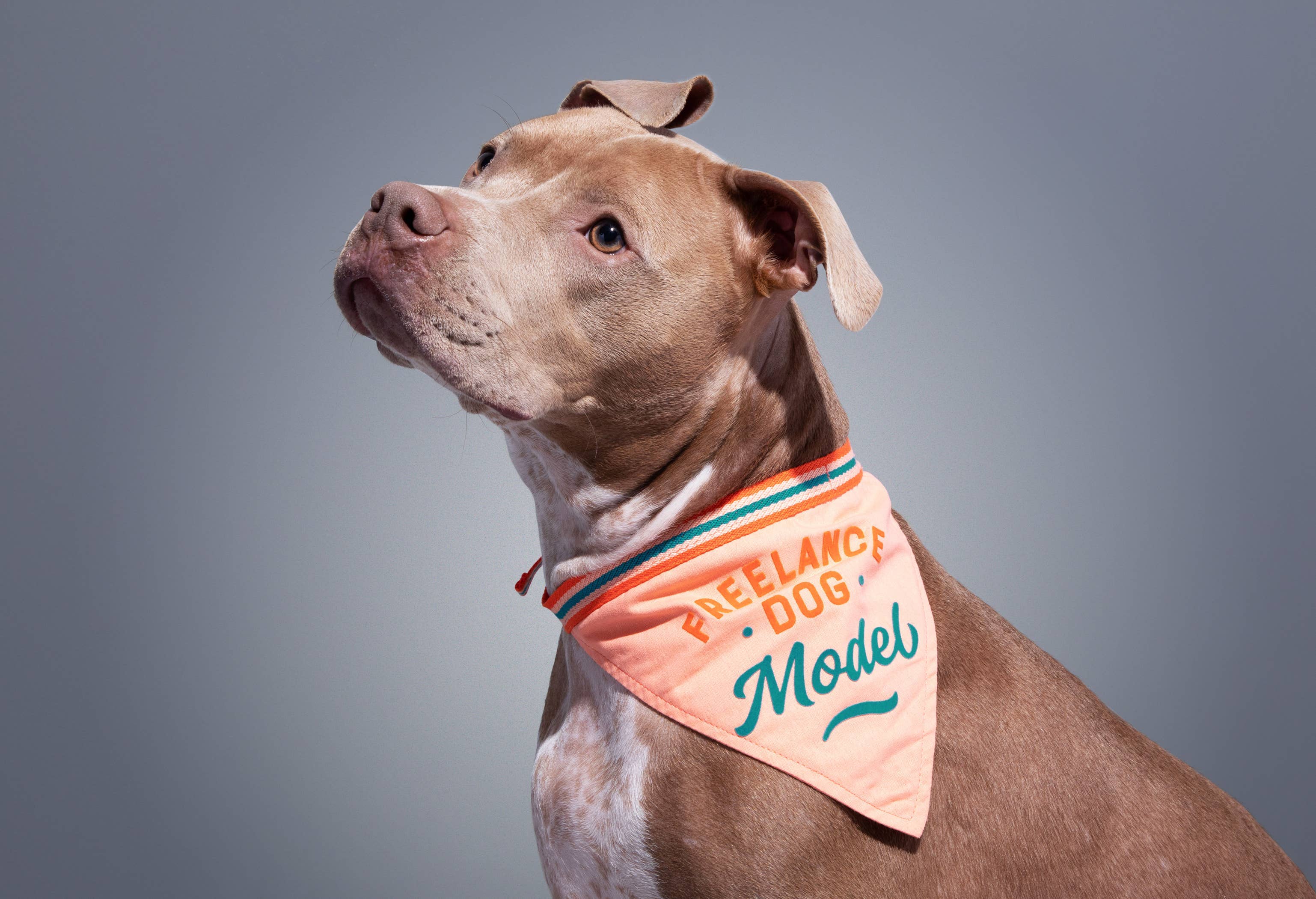 Brass Monkey Freelance Dog Model Dog Bandana