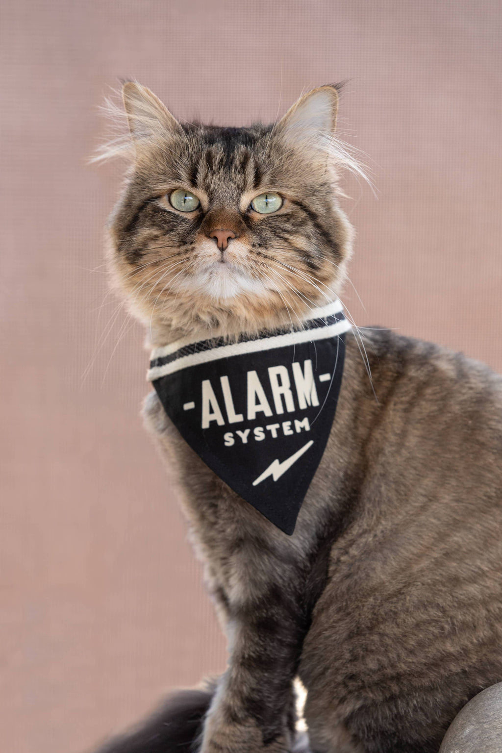 Brass Monkey Alarm System Small Pet Bandana